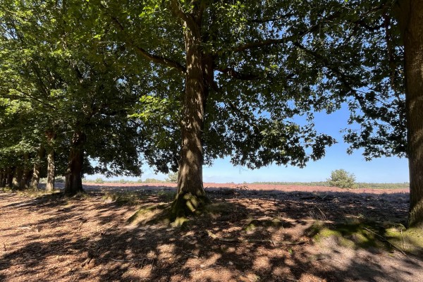 Land van Cuijkpad Etappe 4.JPG