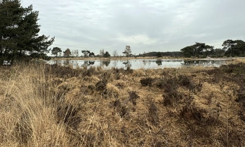 2026-03-27 De Putse Moer in Grenslandpark 2 © Ernst Koningsveld.jpg