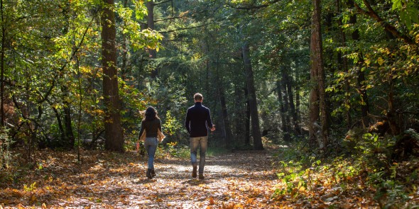 Oisterwijkse Bossen en Vennen - Natuur - Herfst_2.jpg