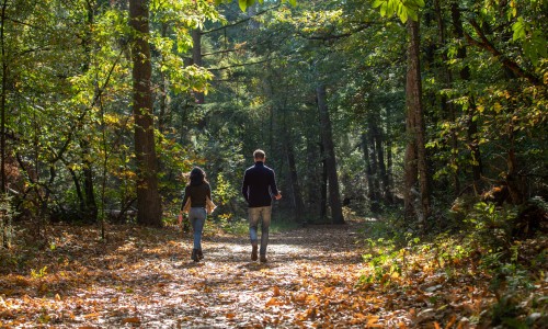 Oisterwijkse Bossen en Vennen - Natuur - Herfst_2.jpg