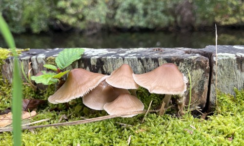 2024-10-21 Helmmycena - Maredijk Leiden © Ernst Koningsveld.JPEG