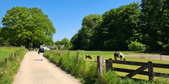 Wandelen in Montferland.jpg