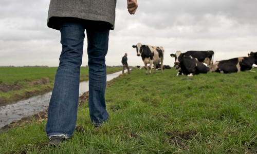 Close-up wandelen op boerenlandspaden © Wandelnet - Ad Snelderwaard.jpg