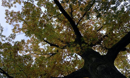 herfst utrechtse heuvelrug.jpeg