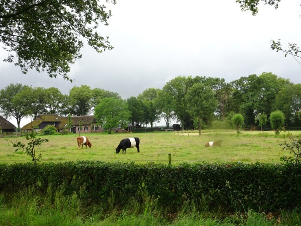 Lakenvelder koeien in Uffelte